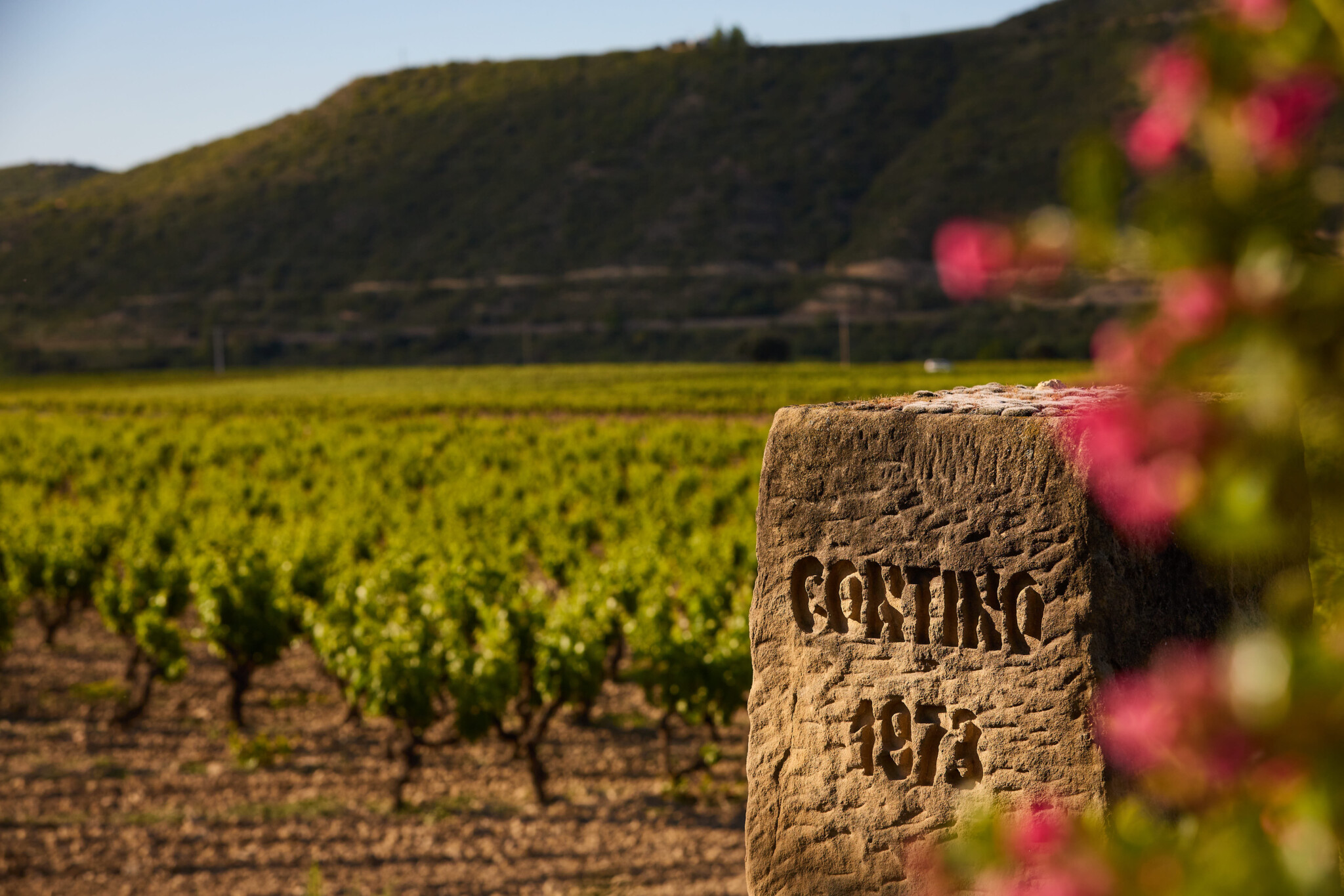 Viñedos del Contino - Desde 1973